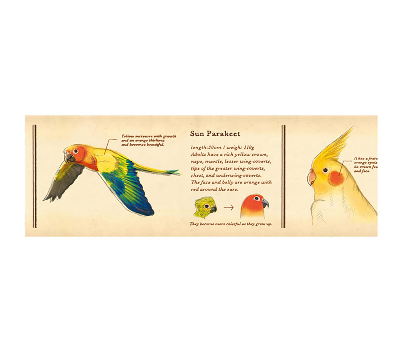 Washi Tape Masking Tape Encyclopedia Bird